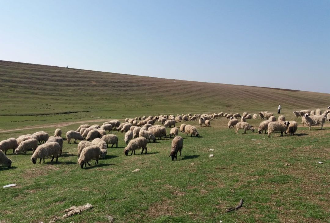 Exportul de ovine, în impas: restricțiile UE și războiul lovesc puternic oierii români