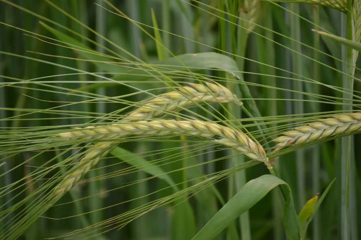 Semănatul orzoaicei de primăvară: când și cum se face pentru rezultate optime