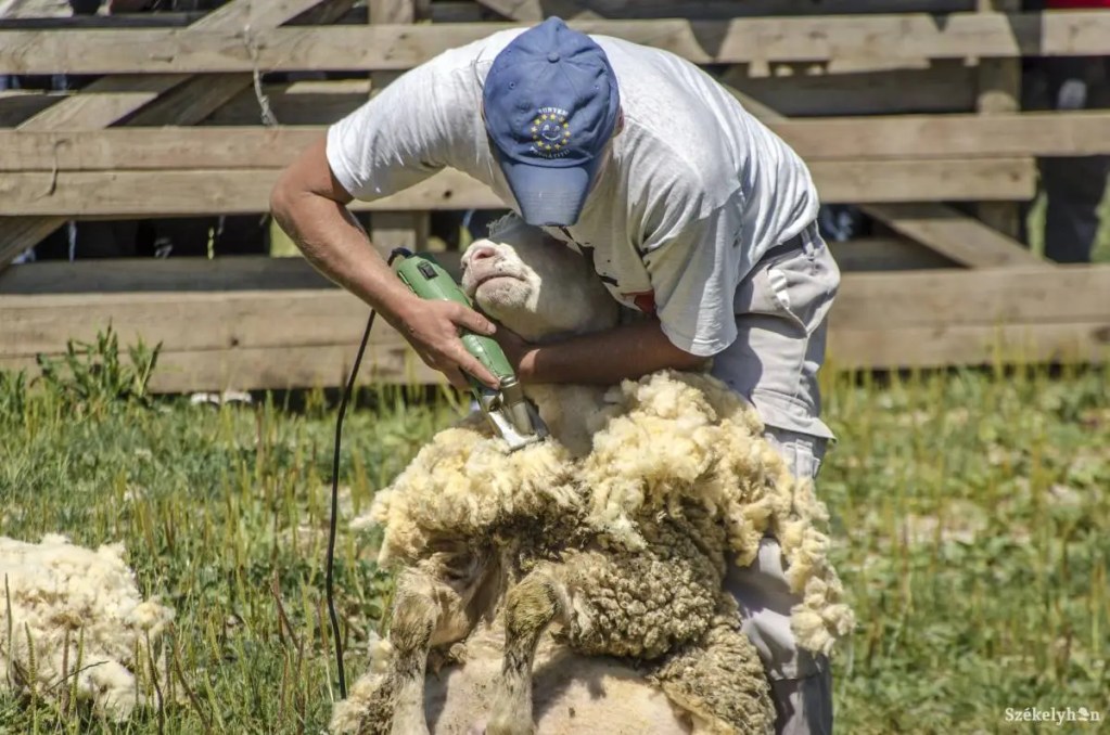 Fabrica de procesare a lânii din  Făgețelu blocată: Finanțare de stat reziliată