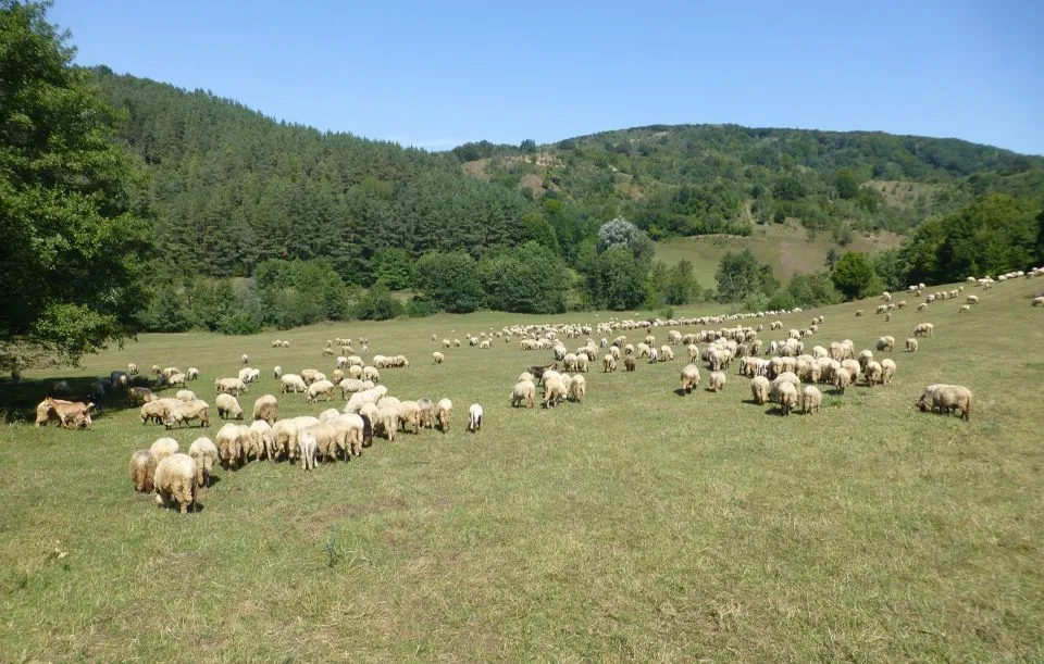 Criză pentru oierii din Galați: zeci de mii de animale rămân fără pășune după decizia Armatei