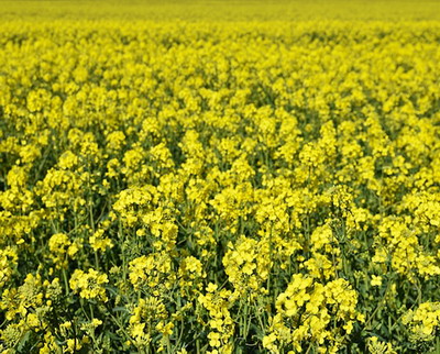 România lider în exporturile de rapiță către Germania