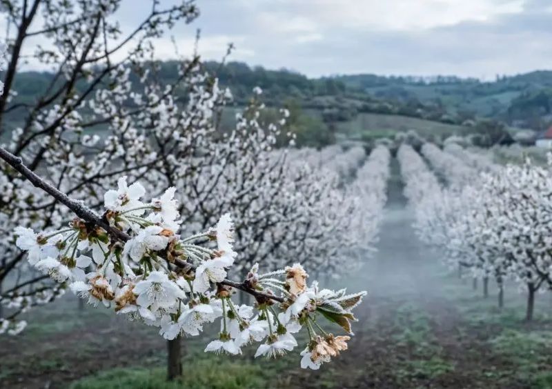 Peste 11,49 milioane de euro au ajuns la beneficiarii din sectorul pomicol afectați de înghețul târziu de primăvară
