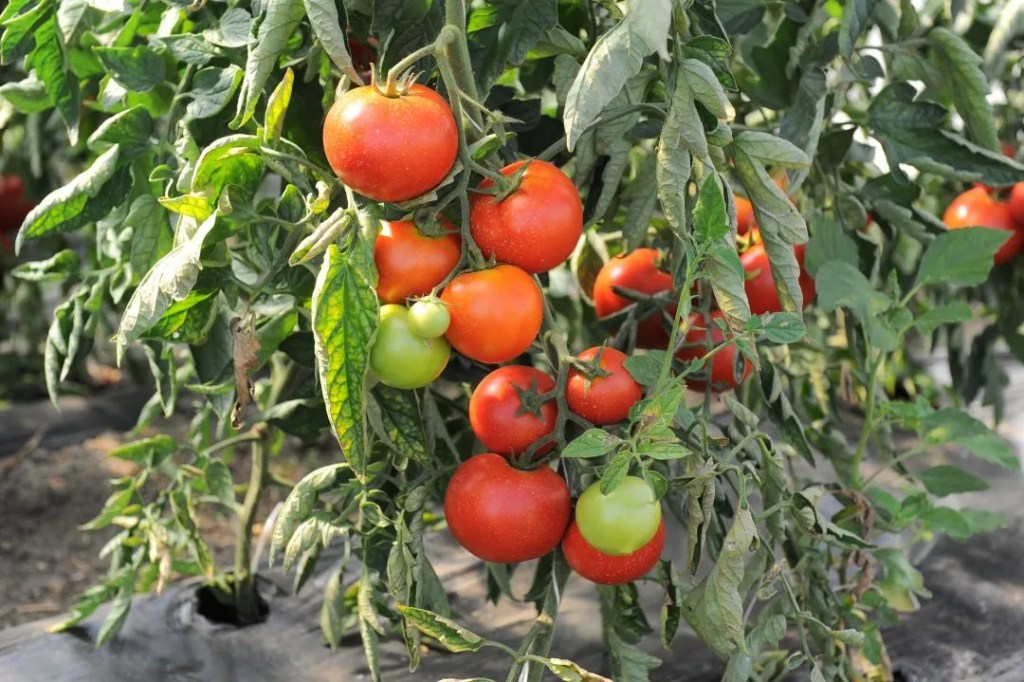 Veste bună pentru legumicultori! Bugetul pentru Programul „Legume în spații protejate” 2026 este în curs de actualizare.