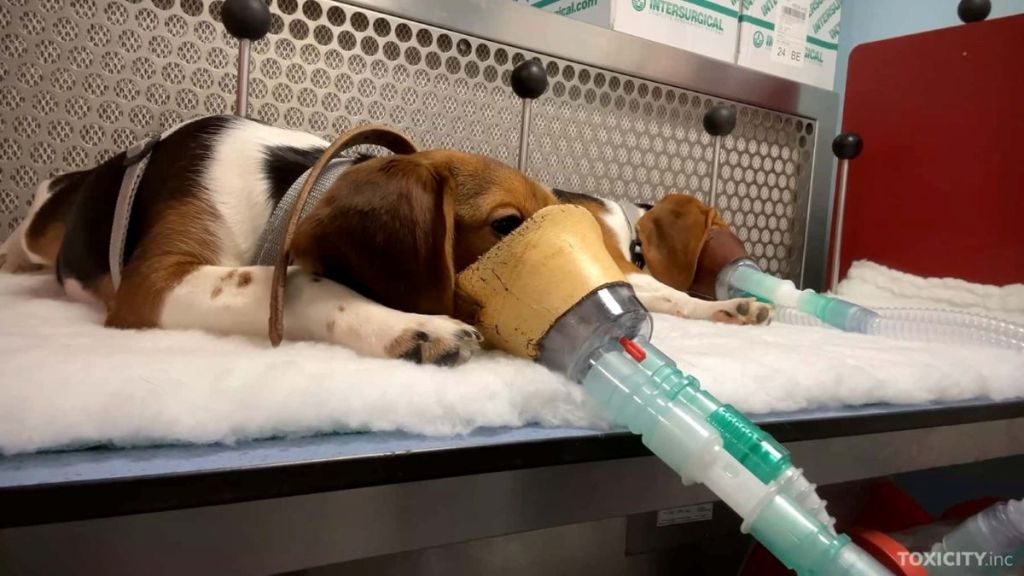 Apel global pentru încetarea testării toxicității pe animale după apariția unor imagini șocante