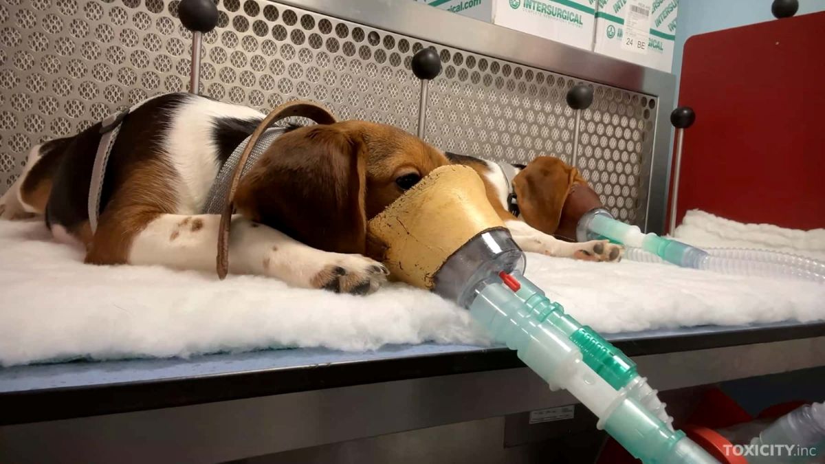 Apel global pentru încetarea testării toxicității pe animale după apariția unor imagini șocante