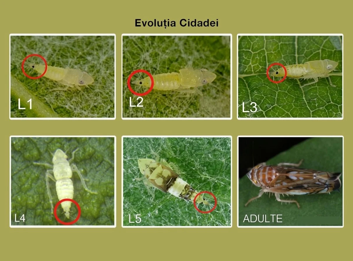 Flavescența aurie a viței de vie: un pericol care trebuie recunoscut la timp