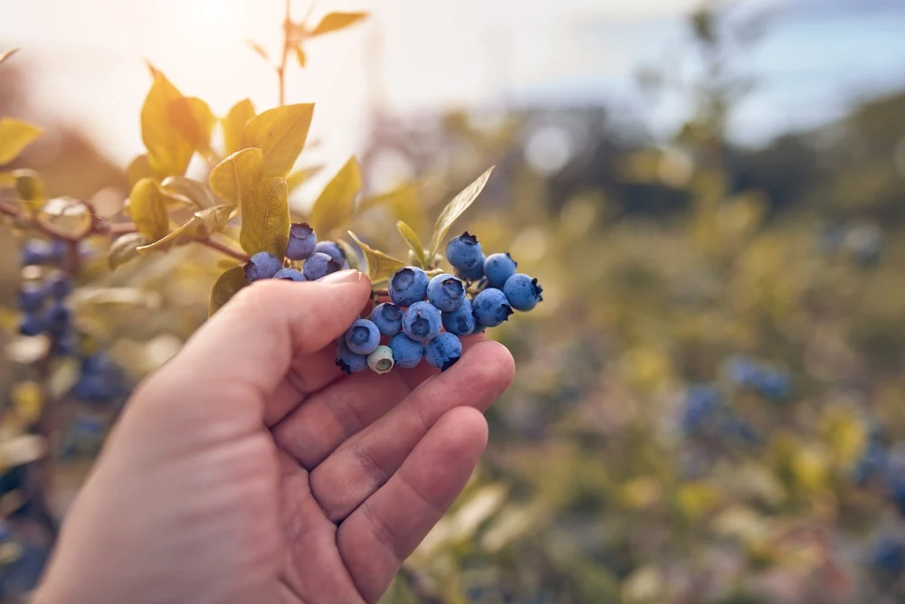 Cum obții finanțare pentru cultura de afine și alte culturi cu marjă mare