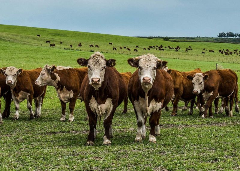 China suspendă importurile de carne de vită din Argentina