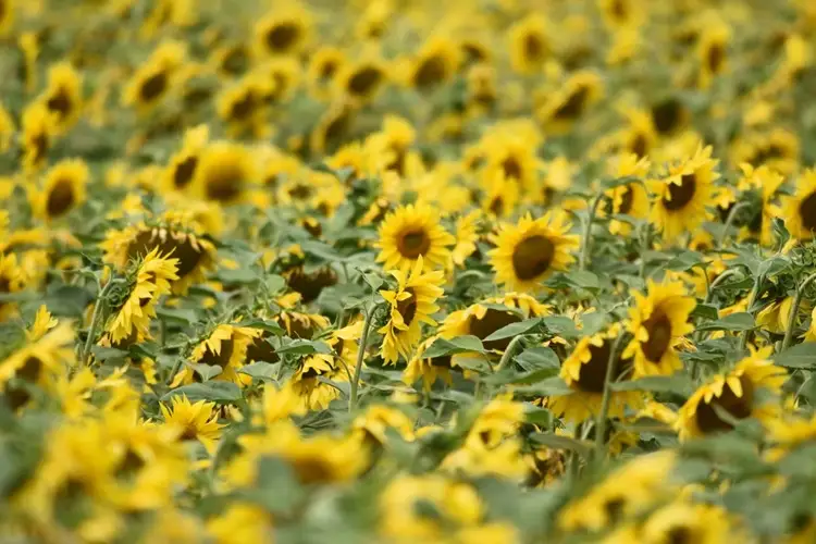 Ghid complet: cum alegi cele mai eficiente fungicide pentru floarea-soarelui, grâu și legume