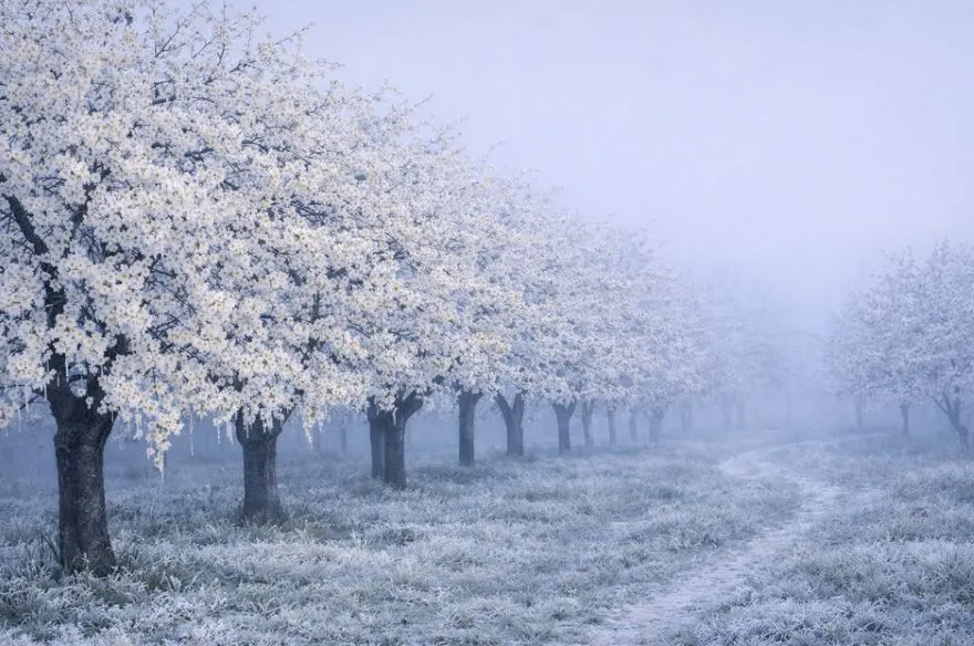 Impactul înghețurilor târzii de primăvară asupra pomilor fructiferi