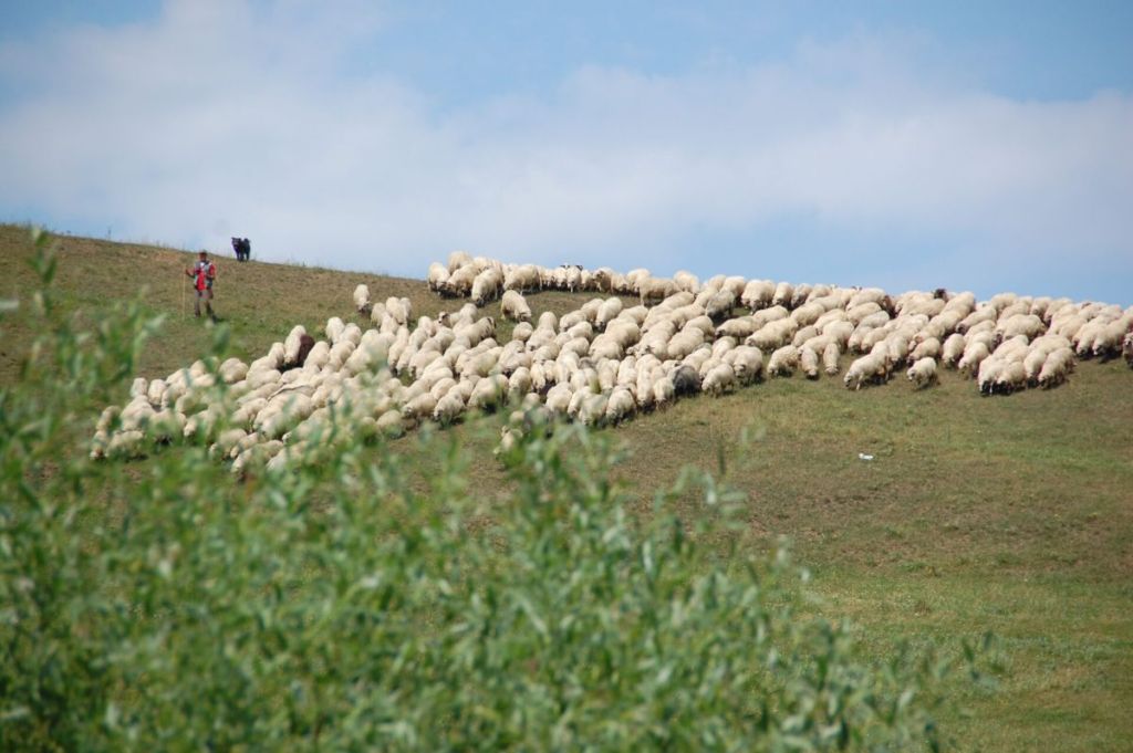 Clarificări oficiale despre pășunatul și cositul  în zonele prioritare pentru biodiversitate