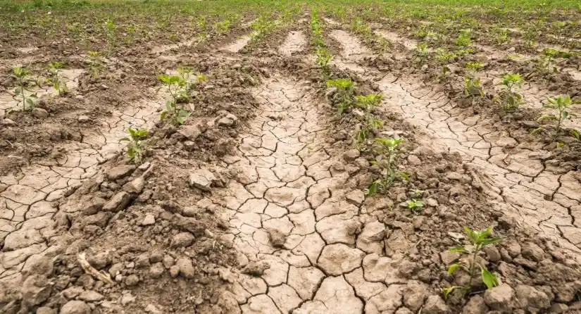 Piețele agricole așteaptă ploaia …