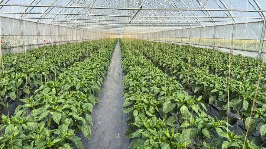Securizarea producției de legume într-o piață tot mai competitivă