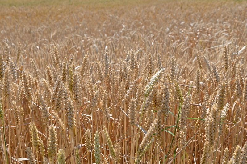 Indicele FAO al prețurilor la alimente a crescut pentru a treia lună consecutiv, în principal pe fondul scumpirii uleiurilor vegetale