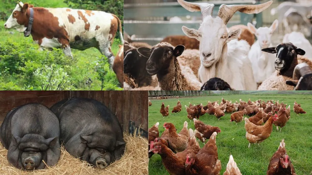 Conform datelor INS toate efectivele de animale au crescut în 2025 față de 2024