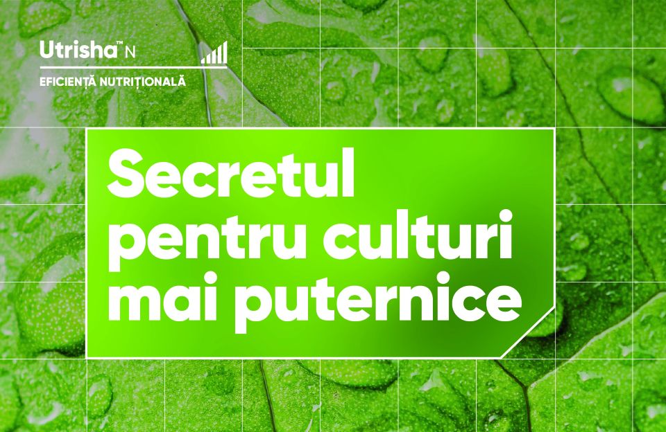 Beneficiile produsului Utrisha™ N în cultura porumbului