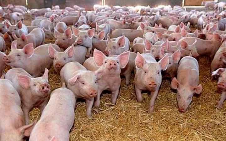 Crescătorii de porci români vând în pierdere: prețul a scăzut cu peste 17% față de anul trecut