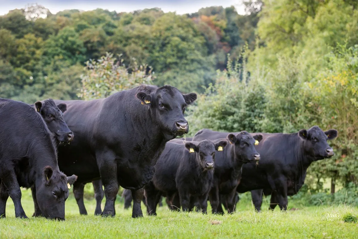 Țara noastră a ajuns numărul 1 în Europa la efectivele de Aberdeen Angus
