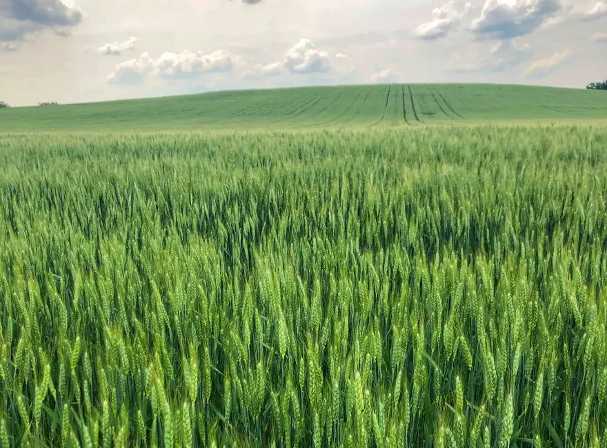 Când să semeni grâul și orzul în 2026: ce spun cercetătorii de la Fundulea despre noul calendar agricol