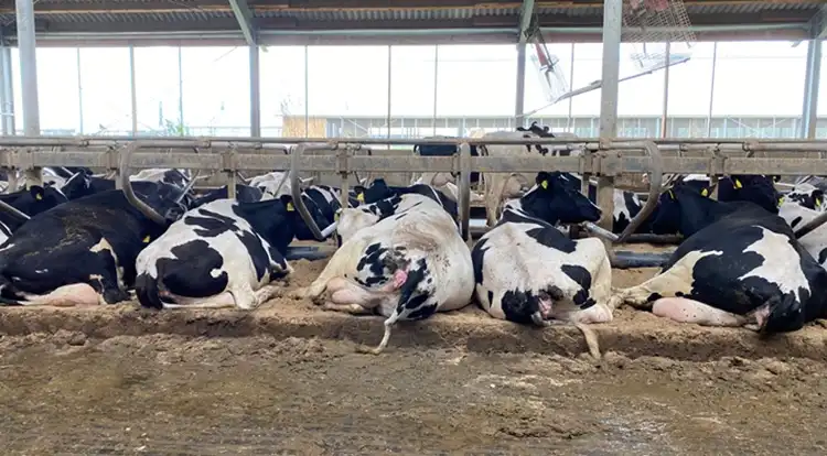 Leucoză la bovine în Botoșani – 15 animale depistate pozitiv