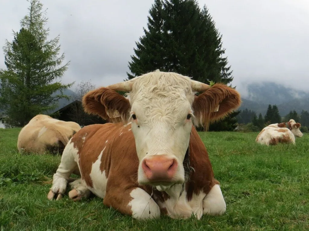 Focar Bluetongue confirmat la Cujmir, Mehedinți