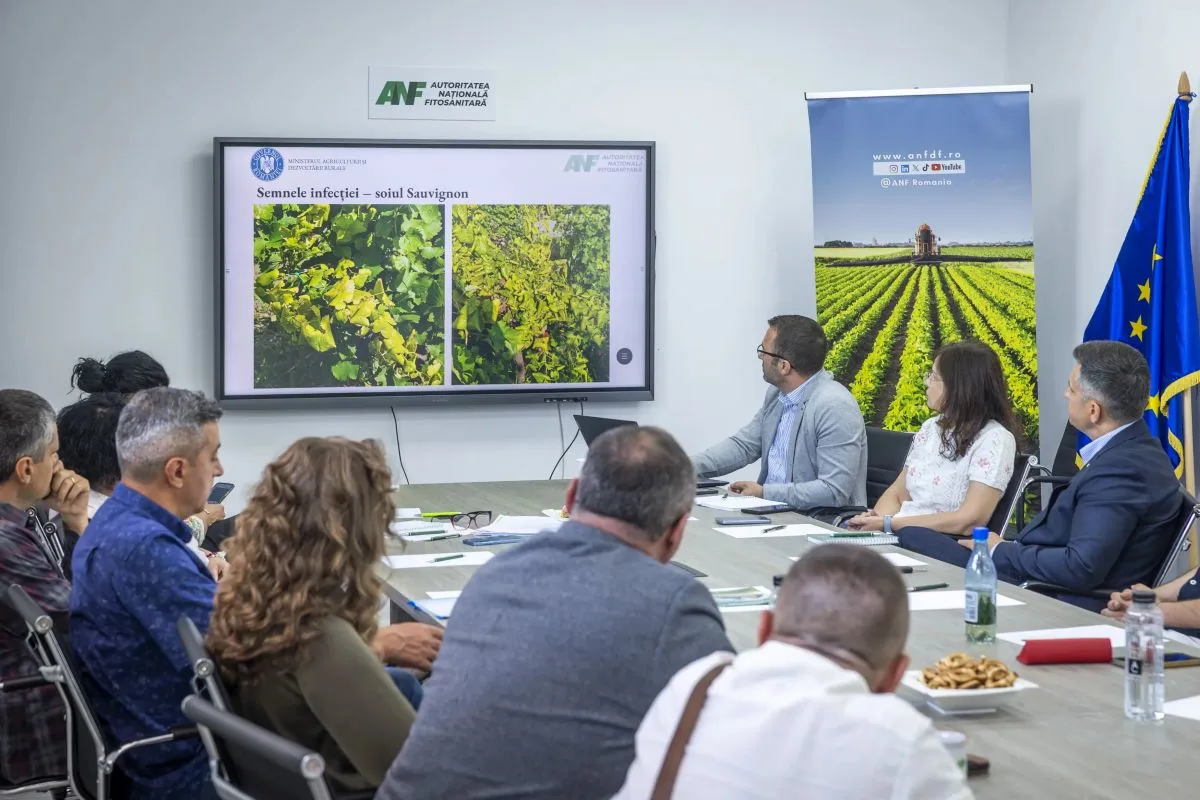 Flavescența aurie în România, o amenințare emergentă pentru viticultură