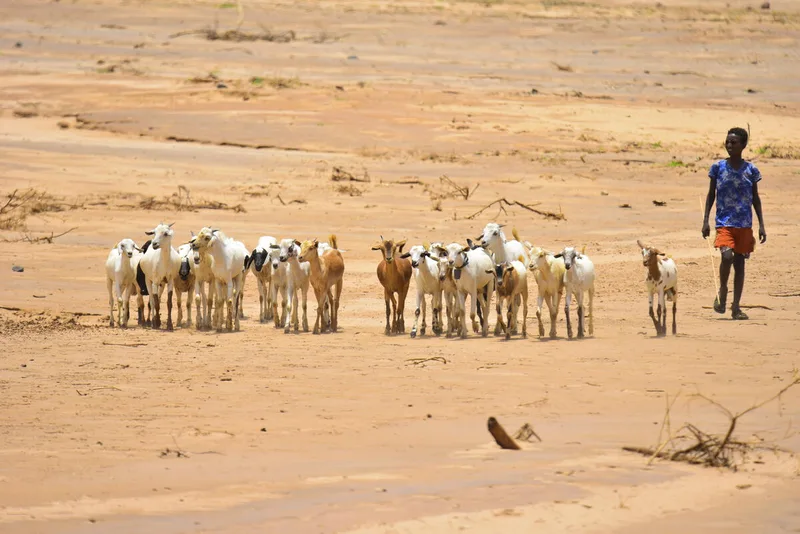 El Niño se apropie – Iată unde sunt cele mai mari riscuri pentru agricultură