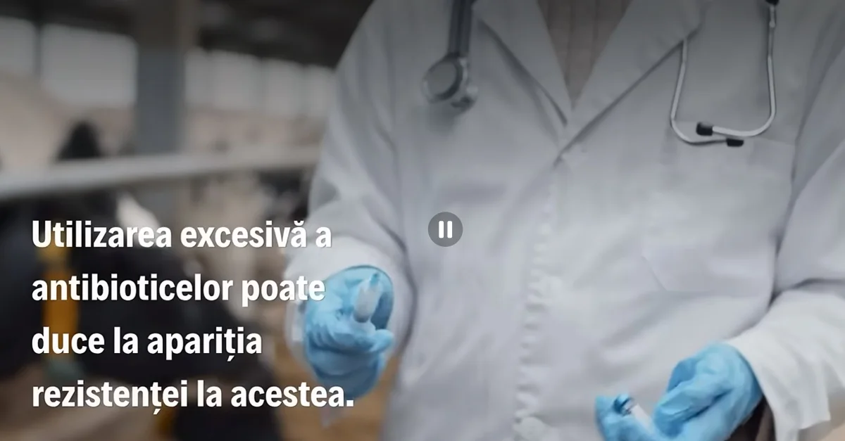 Cum ajung antibioticele din ferme în farfuriile noastre și cum eliminăm riscul