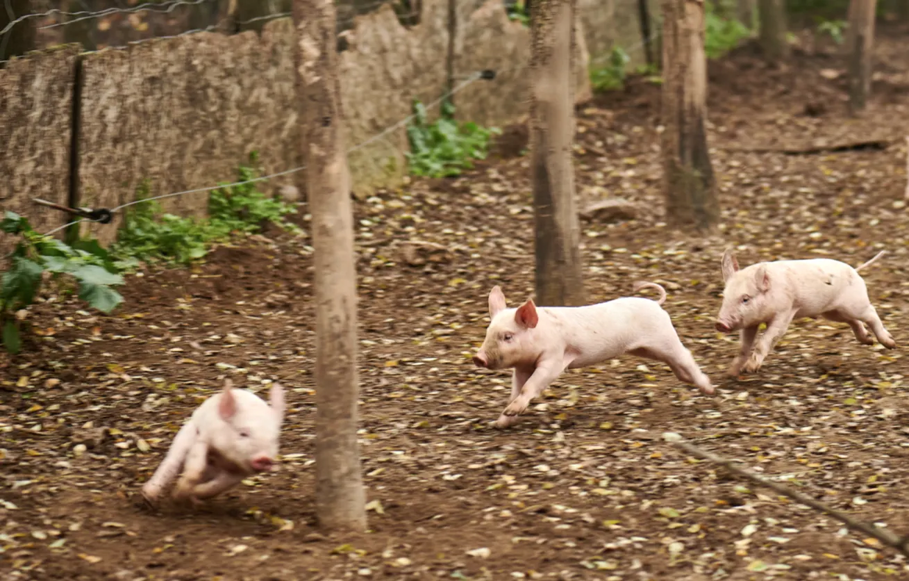 Strategie nouă împotriva pestei porcine: Subvenție de 20 de euro pe cap de animal pentru gospodăriile populației