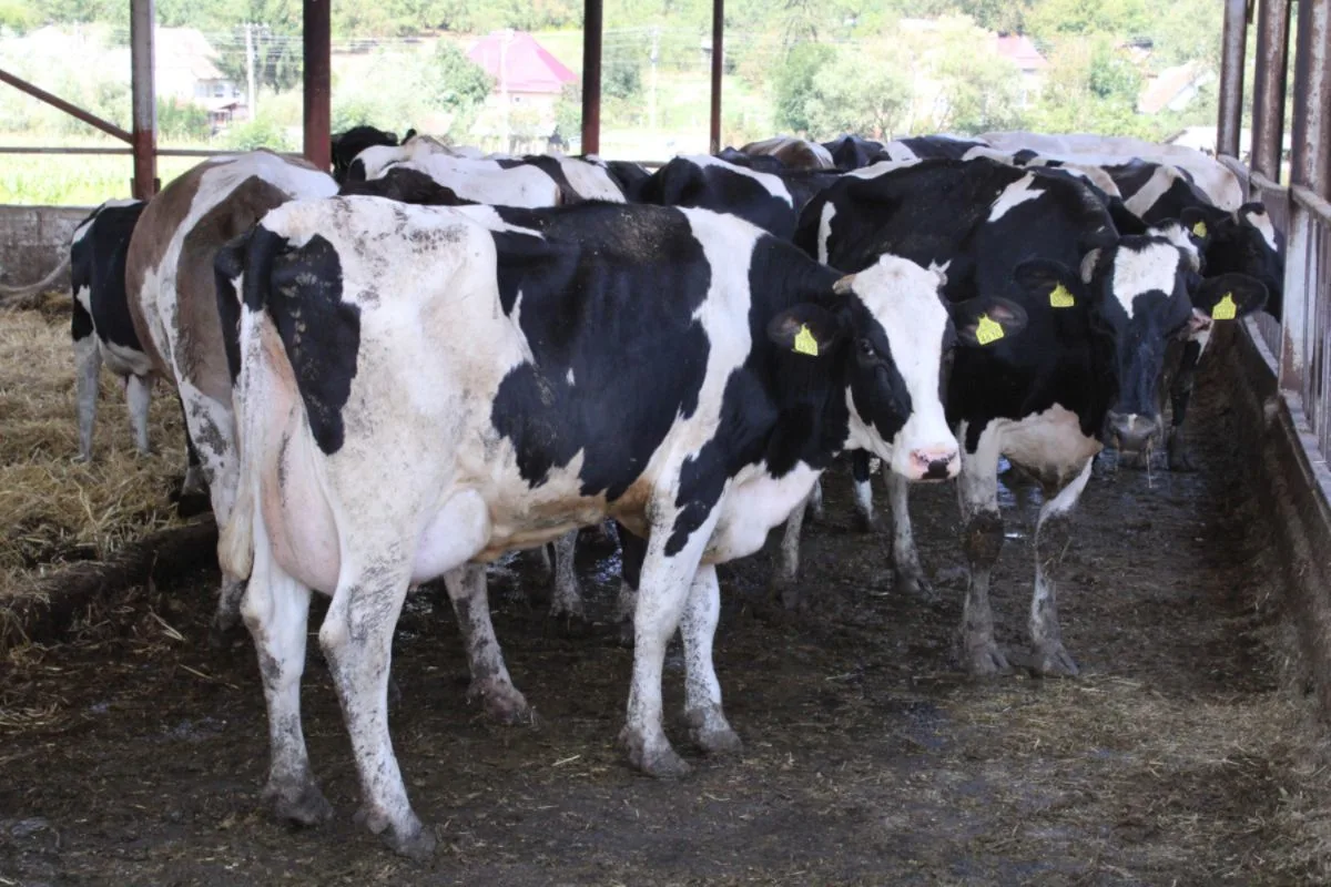 Ajutoare de stat de urgență: Senatul a votat pachete de sprijin pentru crescătorii de suine și bovine