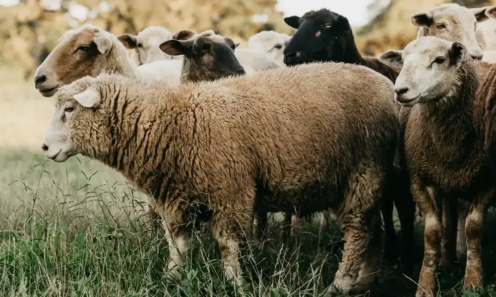 ANSVSA susține continuarea exporturilor de ovine
