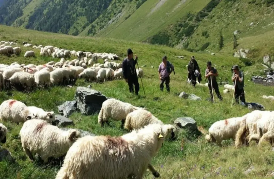 Cel mai mare exportator de ovine din UE, cu exporturile blocate: cum a ajuns oieritul românesc în cea mai grea criză din ultimii ani
