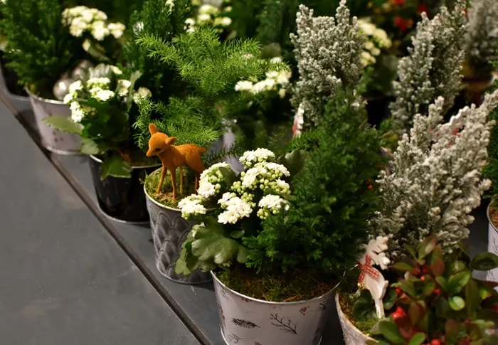 Idei de amenajare a grădinii cu conifere mini de la Florăria Trias