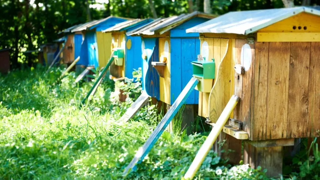 Subvenție de 15 euro pe familia de albine: legea a fost promulgată