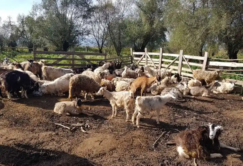 Subvenția ANT pentru oi și capre în 2026: câte animale trebuie să ai ca să încasezi cei 4 euro pe cap