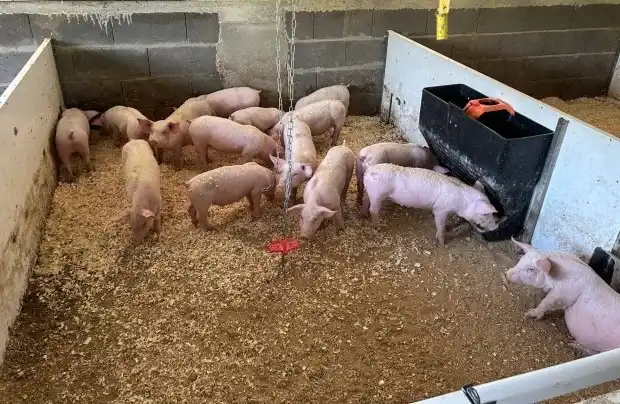 Guvernul pregătește o nouă schemă de ajutor de minimis pentru crescătorii de animale