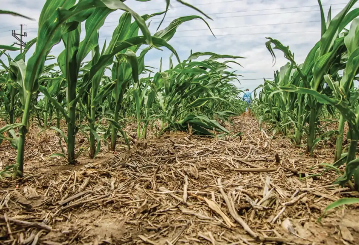 Bani din aer: Cum au transformat fermierii europeni agricultura verde într-un câștig de 1,46 milioane de euro