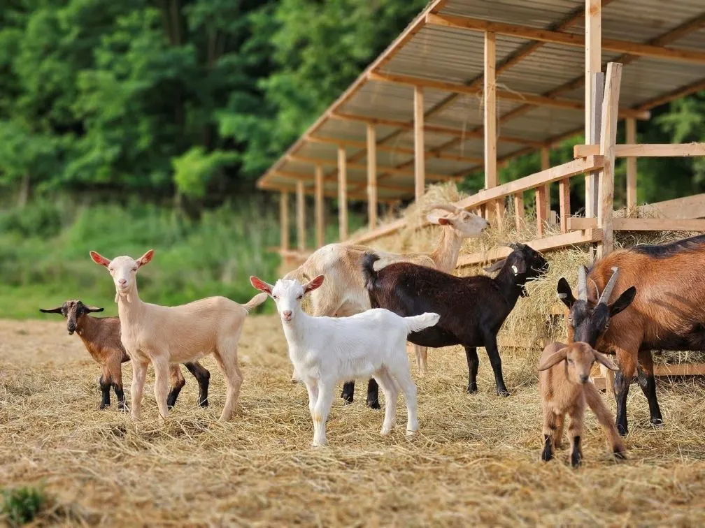 Sprijin financiar de peste 6 milioane lei pentru crescătorii de animale