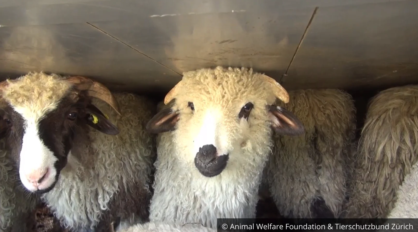 O nouă investigație dezvăluie animale fără crotalii și noi deficiențe de trasabilitate și biosecuritate