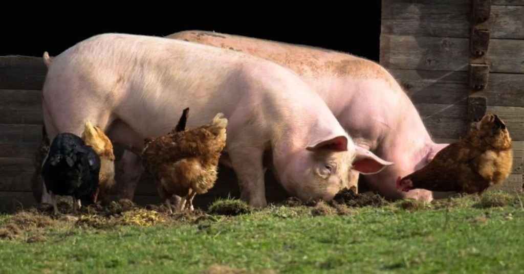 Ajutor de stat pentru crescătorii de animale din gospodăriile individuale, aprobat de Guvern