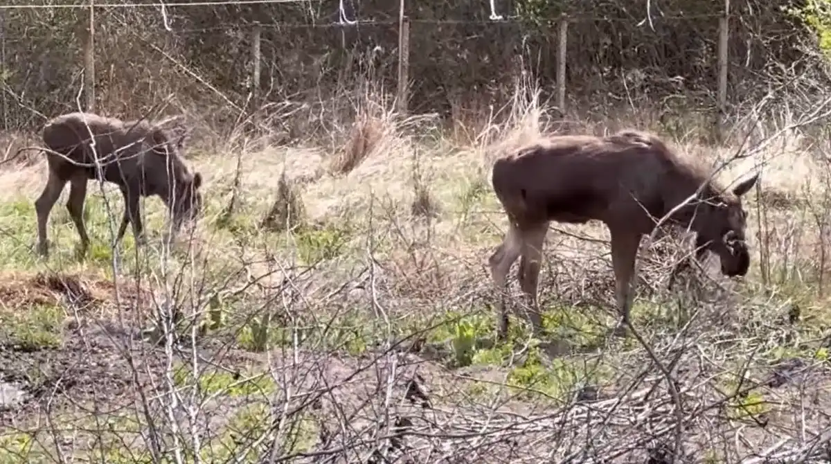 Primii elani din proiectul de revenire a speciei se adaptează treptat în Parcul Natural Vânători Neamț – Romsilva
