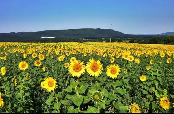 USDA: Estimări record la nivel mondial al producției de floarea-soarelui pentru sezonul 2026/2027