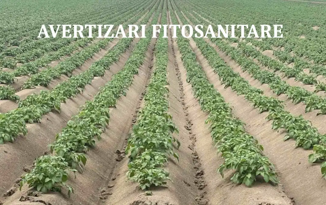 Informare fitosanitară: condițiile climatice pot favoriza apariția unor boli și dăunători la culturile agricole