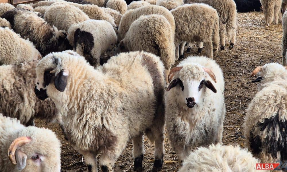 Criză în sectorul ovinelor: Scrapia lovește turmele din Suceava, în timp ce Pesta Micilor Rumegătoare reapare în Timiș