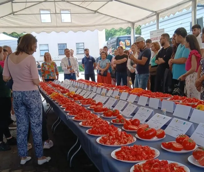 Preferințele consumatorilor influențează ce soiuri de roșii rămân în cultură și ajung pe piață