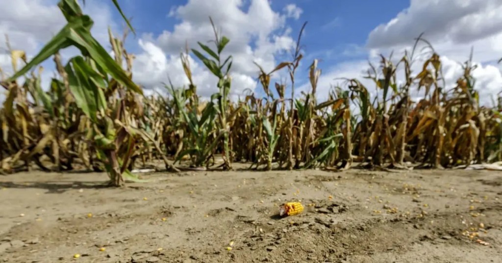 Pierderi de miliarde de euro în agricultura europeană din cauza caniculei