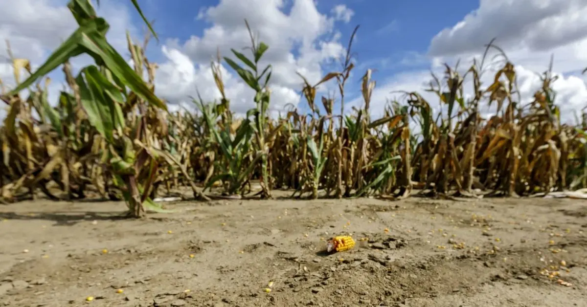 Pierderi de miliarde de euro în agricultura europeană din cauza caniculei