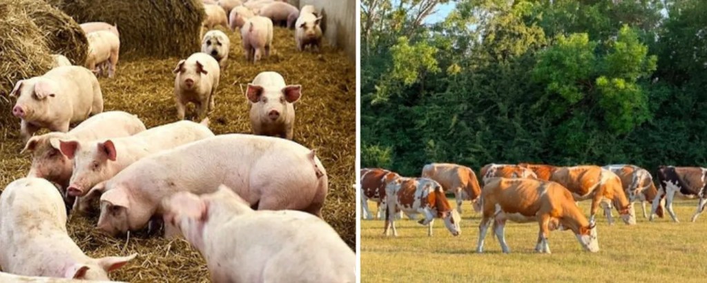 Parlamentul a aprobat sprijinul pentru bovine și porcine