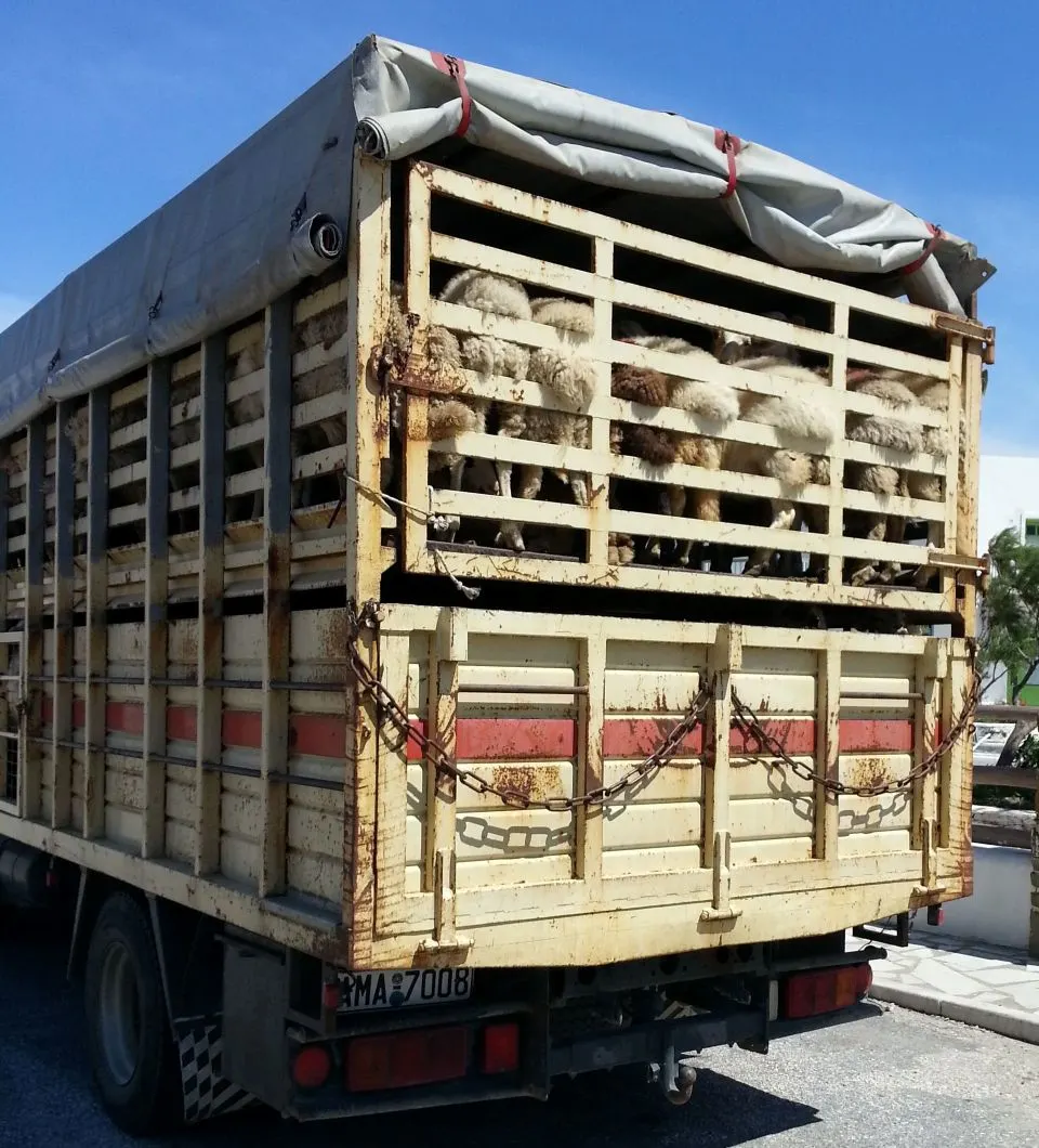Aproape 80 de ovine transportate fără documente, vor fi sacrificate în Vaslui.