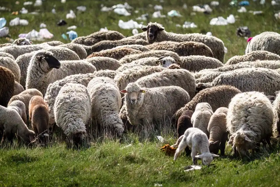 Al doilea focar de pestă a micilor rumegătoare la Viișoara: peste 800 de oi urmează să fie sacrificate